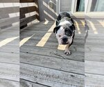 Small Photo #3 Bulldog Puppy For Sale in Omaha, NE, USA