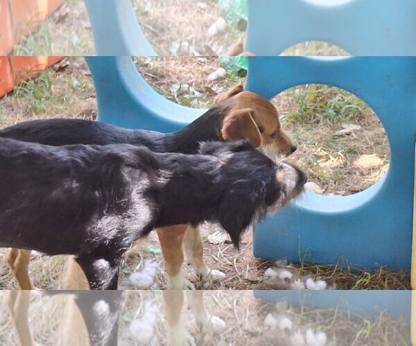 Medium Photo #22 Doxle Puppy For Sale in Sebec, ME, USA