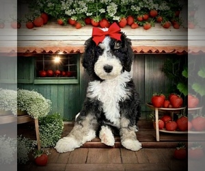Bernedoodle-Poodle (Standard) Mix Puppy for sale in MENIFEE, CA, USA