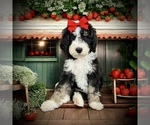 Image preview for Ad Listing. Nickname: Cleo