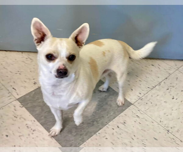 Medium Photo #8 Chihuahua-Unknown Mix Puppy For Sale in San Francisco, CA, USA
