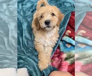Golden Mountain Doodle  Puppy for Sale in MAHNOMEN, Minnesota USA