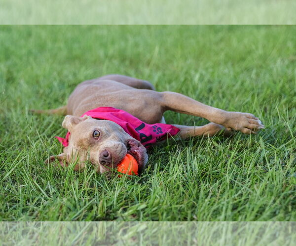 Medium Photo #9 Mutt Puppy For Sale in  Gainesville, FL, USA