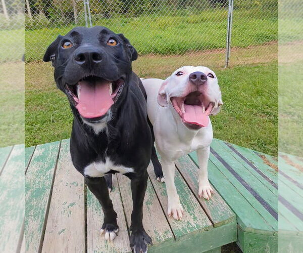 Medium Photo #7 Mutt Puppy For Sale in Calhoun, GA, USA