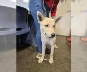 Shiba Inu-Unknown Mix Dogs for adoption in Rockwall, TX, USA
