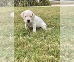 Small Photo #3 Dogo Argentino Puppy For Sale in SAN ANTONIO, TX, USA