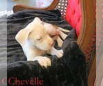 Small Photo #24 Mutt Puppy For Sale in Wakefield, RI, USA