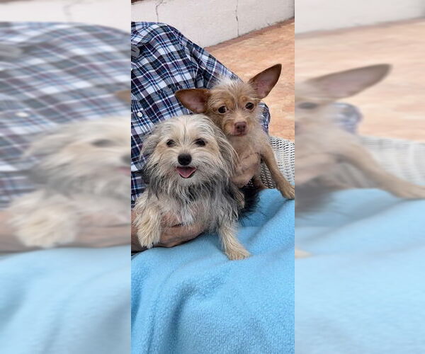 Medium Photo #2 Mutt Puppy For Sale in Weston, FL, USA