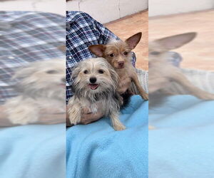 Nancy & Francis - Female Mutt Dog for Adoption - Photo #2