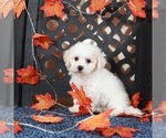 Small #2 Bichpoo