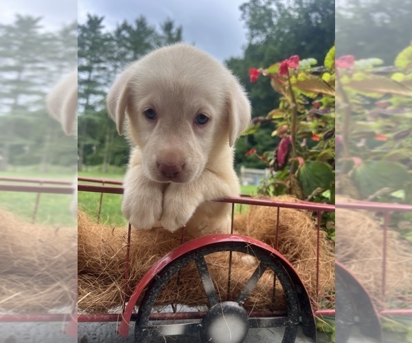 Medium Photo #9 Labrador Retriever Puppy For Sale in NEOLA, WV, USA