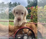 Small #8 Labrador Retriever