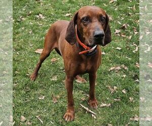 Father of the Redbone Coonhound puppies born on 06/17/2025