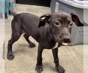 American Pit Bull Terrier-Labrador Retriever Mix Dogs for adoption in Peoria, IL, USA