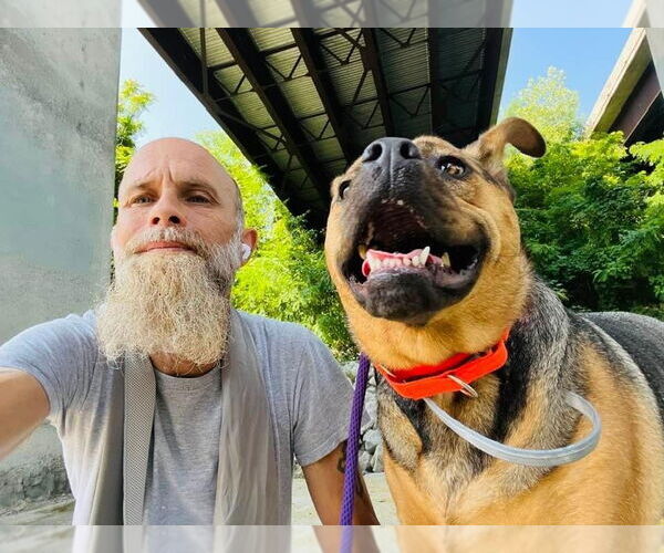 Medium Photo #2 Rottweiler-Unknown Mix Puppy For Sale in Brewster, NY, USA