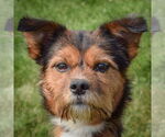 Small #5 Border Terrier Mix