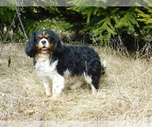 Father of the Cavalier King Charles Spaniel puppies born on 03/20/2022