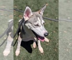 Small #11 Siberian Husky Mix