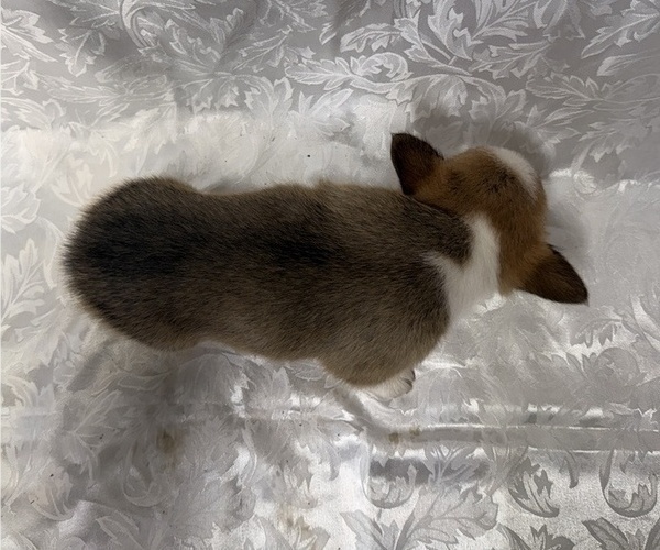 Medium Photo #5 Pembroke Welsh Corgi Puppy For Sale in STANLEY, WI, USA
