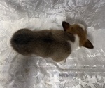 Small #4 Pembroke Welsh Corgi