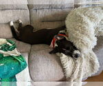 Small #3 American Pit Bull Terrier Mix