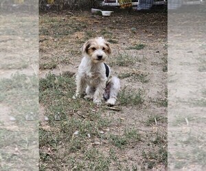 Biewer Yorkie-Yorkshire Terrier Mix Puppy for sale in WAUSEON, OH, USA