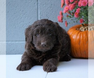 Newfypoo Puppy for sale in FREDERICKSBG, OH, USA