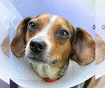 Small #1 Beagle Mix