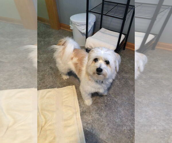 Medium Photo #3 Shih Apso Puppy For Sale in Grafton, WI, USA