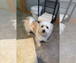 Small #2 Shih Apso