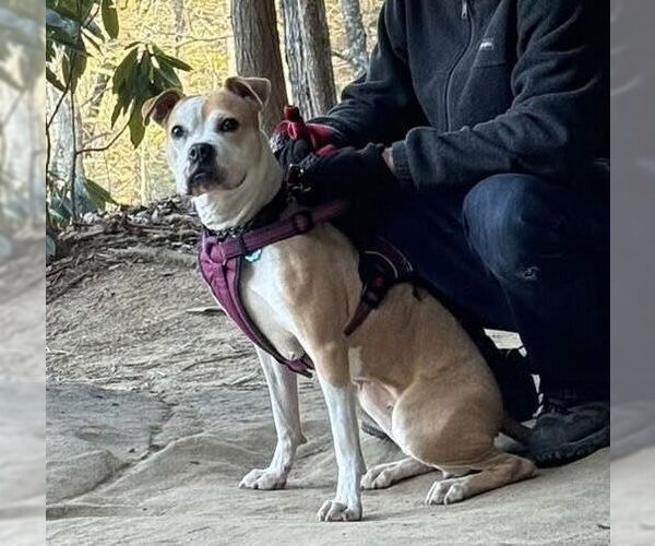 Medium Photo #2 American Pit Bull Terrier-Unknown Mix Puppy For Sale in Germantown, OH, USA