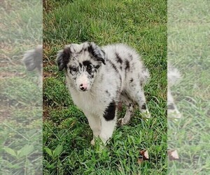 Border Collie Puppy for sale in WEST LIBERTY, KY, USA