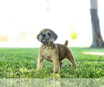 Small Photo #5 English Bulldog-Mastiff Mix Puppy For Sale in WARSAW, IN, USA
