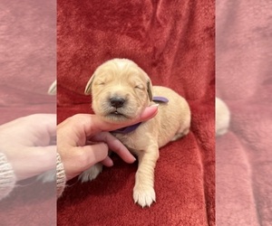 Golden Retriever Puppy for sale in CLARKSVILLE, TN, USA