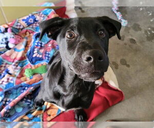 Labrador Retriever Dogs for adoption in Redwood City, CA, USA