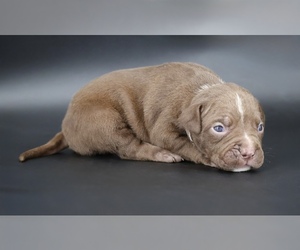 American Bully Puppy for sale in CHAMPAIGN, IL, USA
