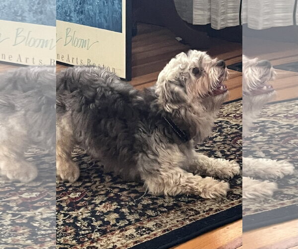 Medium Photo #5 Havanese Puppy For Sale in Alexandria, KY, USA