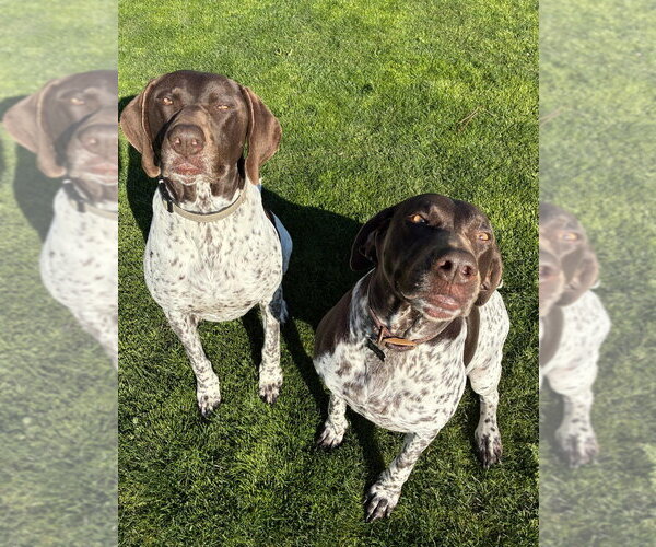 Medium Photo #2 German Shorthaired Pointer Puppy For Sale in Dana Point, CA, USA