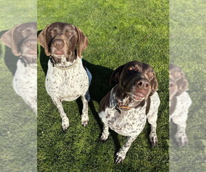 Thor & Ellie - Male German Shorthaired Pointer Dog for Adoption - Photo #2