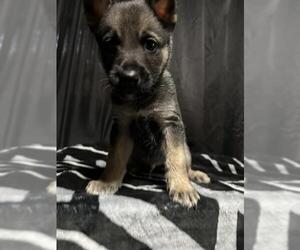 German Shepherd Dog-Unknown Mix Dogs for adoption in San Antonio, TX, USA