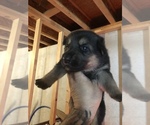 Small Photo #22 German Shepherd Dog Puppy For Sale in GRAHAM, MO, USA