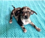 Small Photo #1 Chiweenie Puppy For Sale in SAINT AUGUSTINE, FL, USA