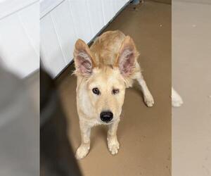 Labrador Retriever-Unknown Mix Dogs for adoption in Chula Vista, CA, USA