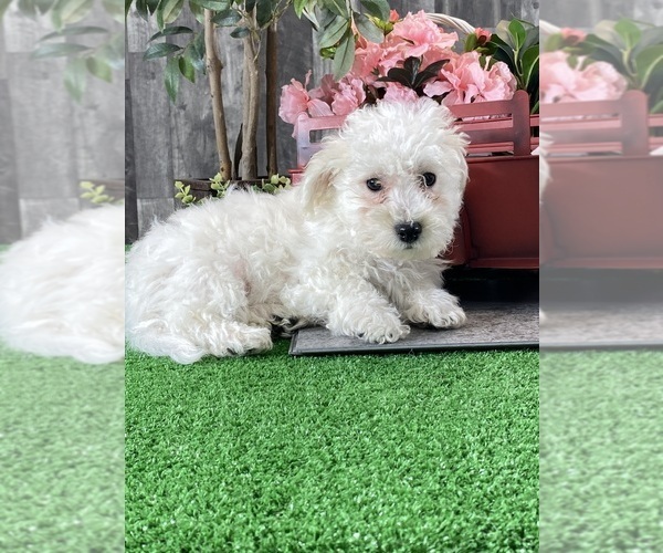 Medium Photo #3 Bichon Frise Puppy For Sale in CANOGA, NY, USA
