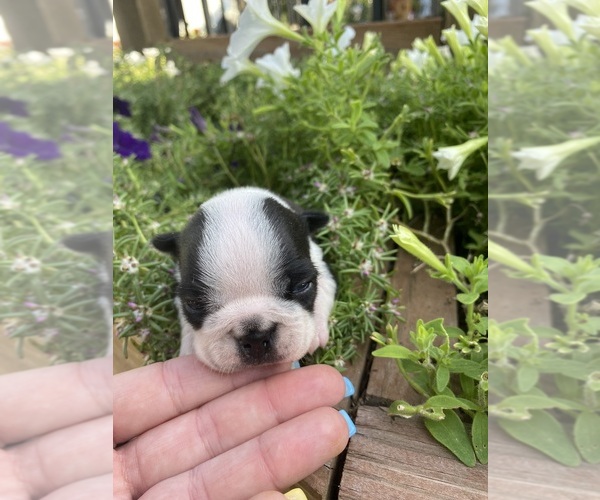 Medium Photo #10 Boston Terrier Puppy For Sale in FREDONIA, KS, USA