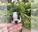 Small #9 Boston Terrier
