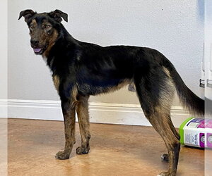 German Shepherd Dog-Unknown Mix Dogs for adoption in Bolivar, MO, USA