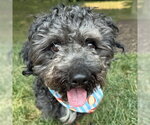 Small #2 Shih Tzu Mix