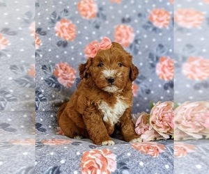 Double Doodle Puppy for sale in NOTTINGHAM, PA, USA