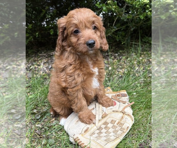 Medium Photo #3 Goldendoodle (Miniature) Puppy For Sale in MIDDLEBURY, IN, USA